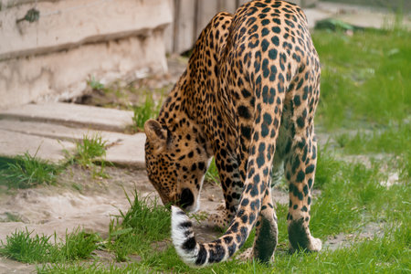 Majestic Leopard foraging in a vibrant green habitat showing unique coat patterns.の写真素材