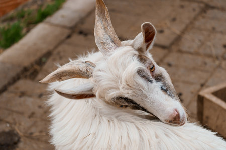 Majestic White Goat with Spiraled Horns in a Rustic Farm Setting.の写真素材