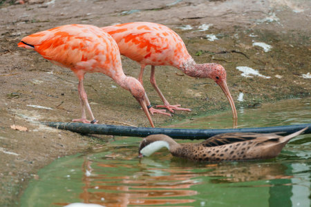Serene Encounter of Colorful Pink Ibis and Spotted Duck by Tranquil Water.の写真素材