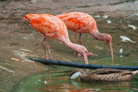 Majestic Orange-Feathered Ibis Birds and Playful Duck Wading Together by a Serene Water Body.