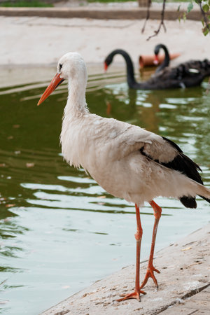 Elegant Stork by the Serene Water with Majestic Swans in the Background.の写真素材