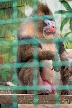 Majestic Mandrill Behind a Zoo Enclosure with Lush Green Background.