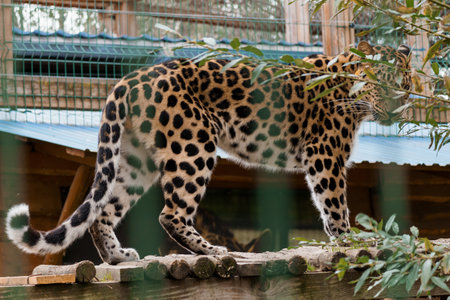 Majestic Leopard Walking Gracefully on a Wooden Log Surrounded by Lush Greenery.