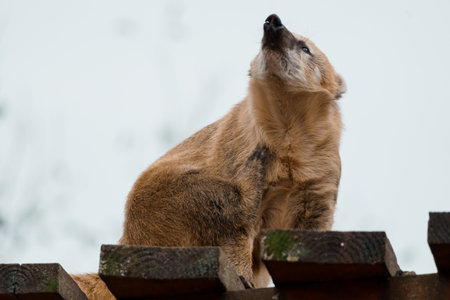 Playful Marmot Scratching Its Fur Under a Softly Cloudy Sky.