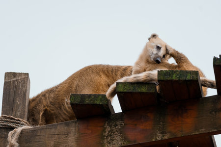 Playful Bears Relaxing on a Wooden Platform Under a Clear Sky.