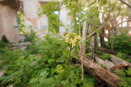 Resilient Flora Flourishing in Abandoned Urban Ruins.の写真素材