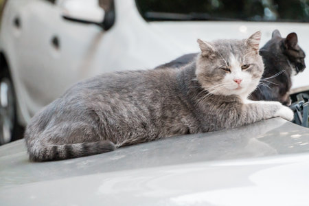 A Serene Gray Cat Relaxing on a Car Hood in Sunlight.