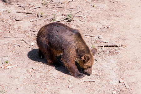 A Brown Bear Foraging on the Forest Floor.