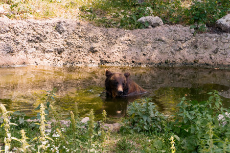 Majestic Brown Bear Relaxing in a Serene Waterhole Surrounded by Lush Greenery.の写真素材