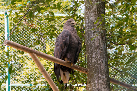 Majestic Eagle Perched on a Tree Branch Amidst Lush Greenery.