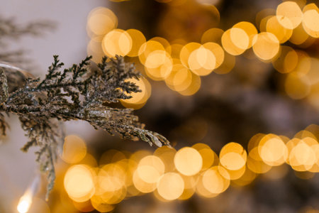 Festive Close-up of Frosted Evergreen Branch with Twinkling Golden Bokeh Lights.