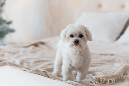 Adorable Maltese Dog Standing on a Cozy Bed.の写真素材