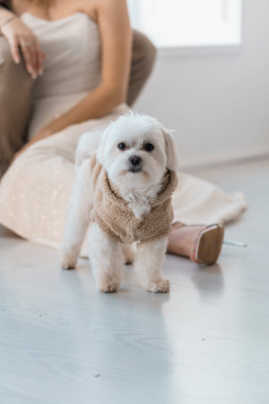 Adorable Maltese Dog In Cozy Sweater Surrounded By Elegant Setting.