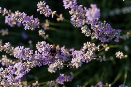 A Bee Collecting Nectar from Lavender Blossoms in Soft Evening Light.の写真素材