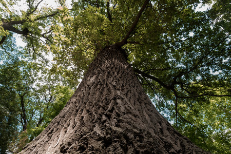 Majestic Forest Giant Reaching for the Sky.の写真素材