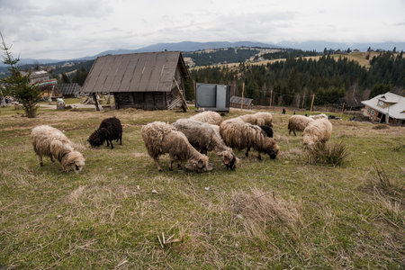 Serene Mountain Pasture with Sheep Grazing in Rolling Hills.の写真素材