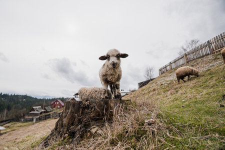 A Curious Lamb Standing on a Tree Stump in a Pastoral Landscape.