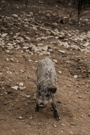 Wild Boar foraging in a rugged terrain with rocky ground.の写真素材