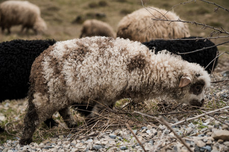 Curly-Fleeced Sheep Grazing on Rocky Terrain in a Natural Landscape.の写真素材