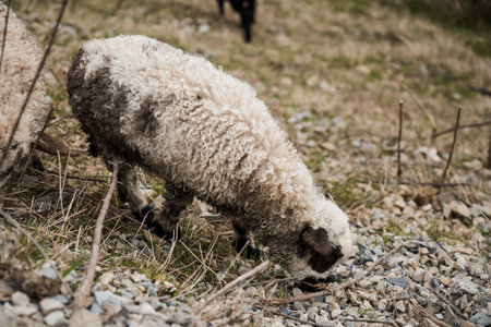 Curious Sheep Grazing on Rocky Terrain.の写真素材