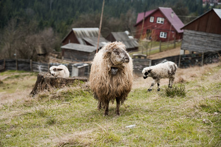 Serene Mountain Landscape with Sheep Grazing Near Rustic Houses.の写真素材