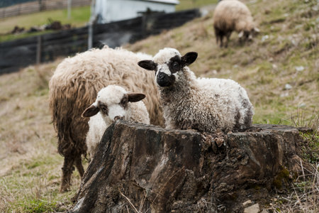 Playful Lambs on a Rustic Farm Stump.の写真素材