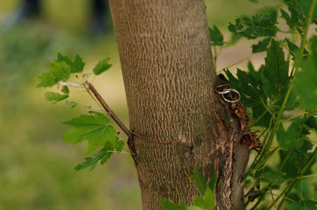 Close-up of Wedding Rings Nestled in Tree Bark Surrounded by Green Leaves.の写真素材