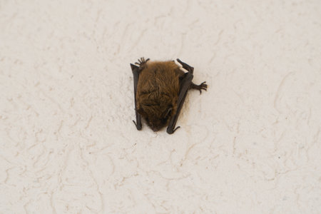 A Close-Up of a Brown Bat Resting on a Light-Colored Wall.の写真素材