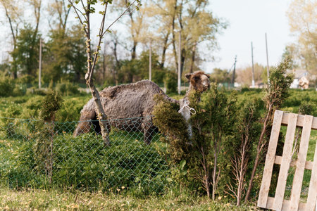 Camel Grazing in a Lush Green Pasture Surrounded by Trees and Fencing.の写真素材