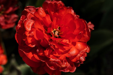 Vibrant Close-Up of a Red Tulip Blooming in Natural Light.の写真素材