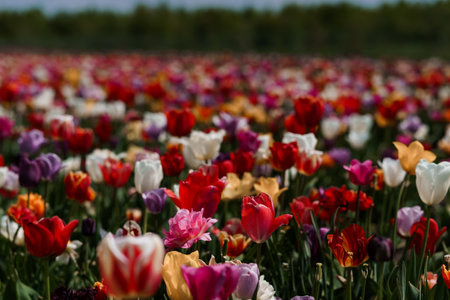 Vibrant Tulip Field in Full Bloom Under Clear Blue Sky.の写真素材