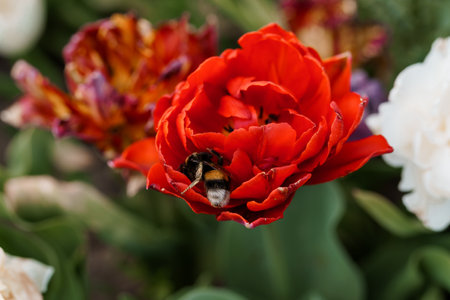 Vibrant Red Tulip Blooming in a Lush Garden with a Bumblebee.の写真素材