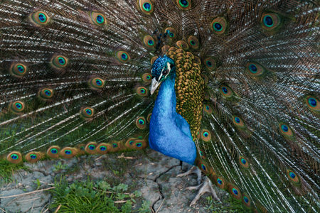 Majestic Peacock Displaying Its Vibrant Feathers.の写真素材