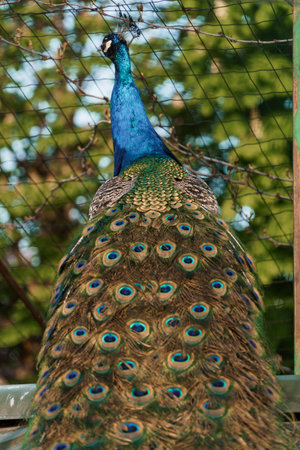 Majestic Peacock Displaying Its Vibrant Feathers in Natural Surroundings.