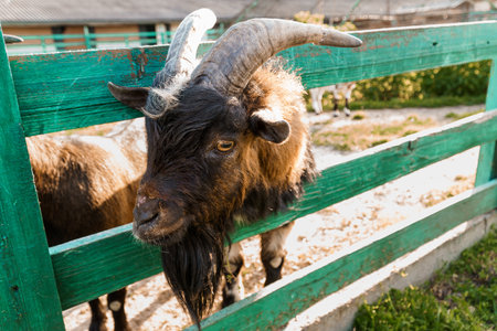 Majestic Goat Leaning Over a Rustic Fence in a Serene Countryside Setting.の写真素材