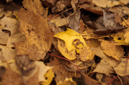 Golden Wedding Rings Resting on a Bed of Autumn Leaves.の写真素材
