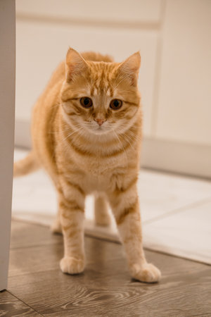Curious Ginger Cat Exploring a Modern Home Interior.の写真素材