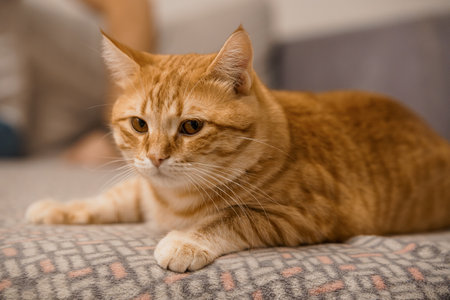 Calm Ginger Cat Resting on a Cozy Surface.の写真素材
