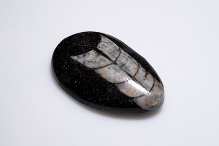 Polished Natural Trilobite Fossil on Black Stone Surface Isolated on White Background.