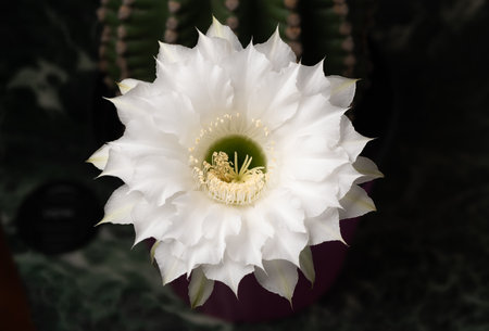 Blooming white Queen of the Night cactus flower in dark with detailed center.の写真素材