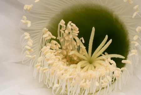 Detailed view of a blooming cactus flower with prominent stamens and pistil.の写真素材