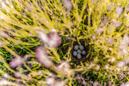 Close-up view of a small, woven bird's nest camouflaged in a vibrant patch of pink and green...