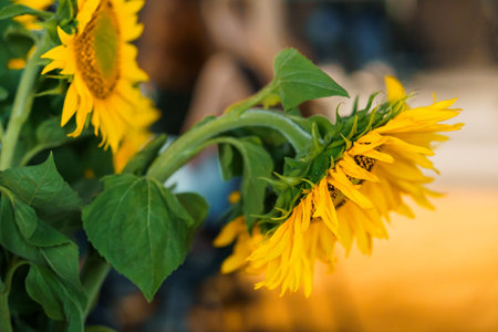 Vibrant sunflowers in bloom are captured in a warm, sun-kissed field with a blurred background, showcasing bright yellow petals and lush green leaves, evoking nature's beautyの写真素材