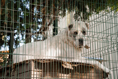 A lonely, light-colored white shepherd dog lies sadly in a fenced outdoor kennel with a wooden...