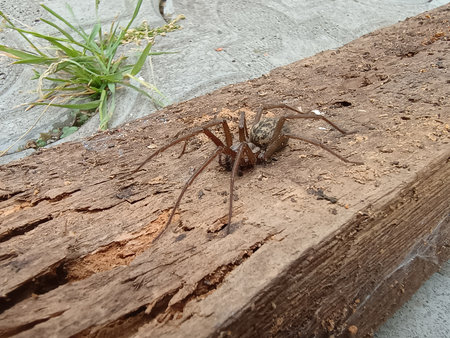 Harvestman Spider on Wood: Brown Arachnid with Long Legs Crawling on Weathered Wooden Plank, Natural Environment, Close-Up Macro Photographyの写真素材