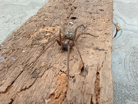 Brown Spider on Wood Plank with Holes, Detailed Texture, Natural Lighting, Outdoor Scene, Dark Colors, Macro Photography Style.の写真素材