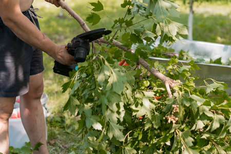 A person prunes a maple tree's branches using electric clippers within a lush summer garden setting,...