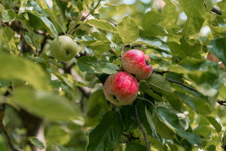 A vibrant close-up shot of a branch laden with ripe red and green apples, showcasing a thriving...