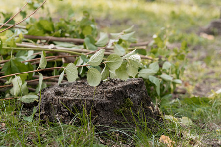 A hopeful scene showing a new tree seedling emerging from a weathered tree stump, surrounded by green grass and foliage in a sunlit forest settingの写真素材