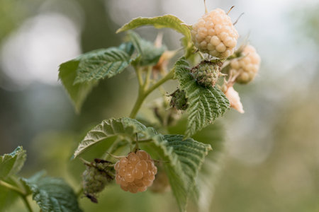 A close-up shot shows unripe golden raspberries forming on a stem amidst lush green leaves,...